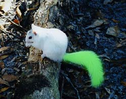 green_tailed_squirrel.jpg