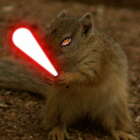 squirrel_lowres.gif
