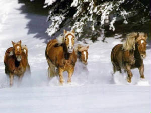 snow-horses.jpg